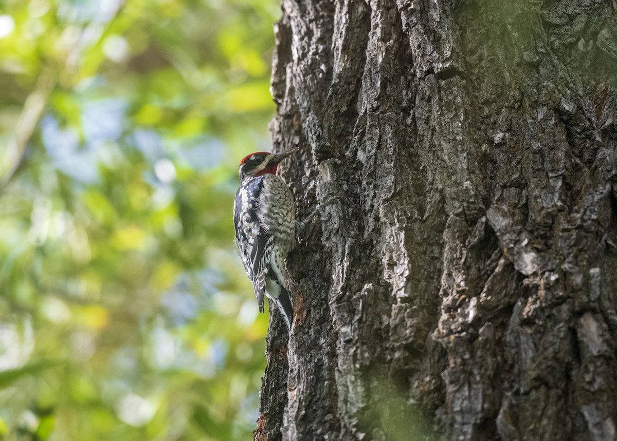 Red-naped Sapsucker - ML608973702