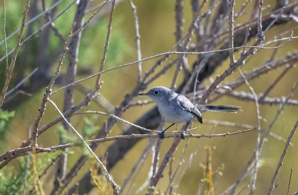 Blue-gray Gnatcatcher - ML608973707