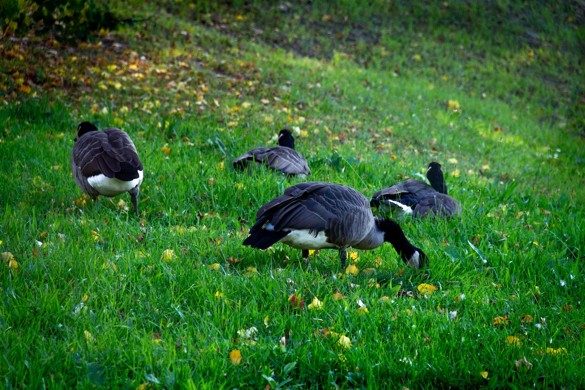 Canada Goose - Anastasiia Romanchuk