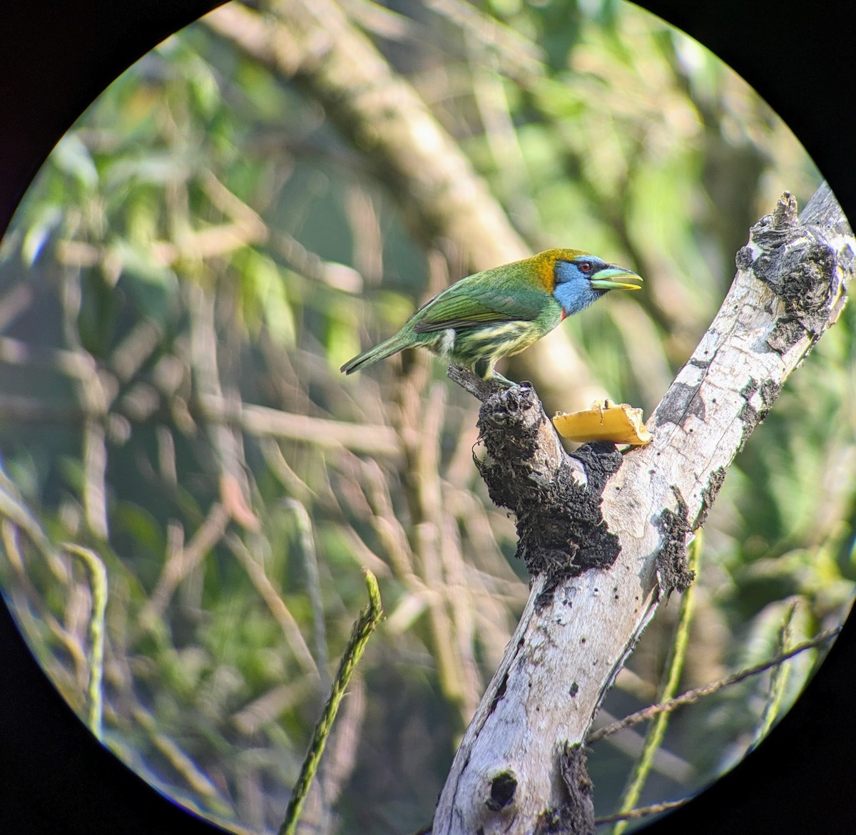 Versicolored Barbet (Blue-moustached) - ML608973851