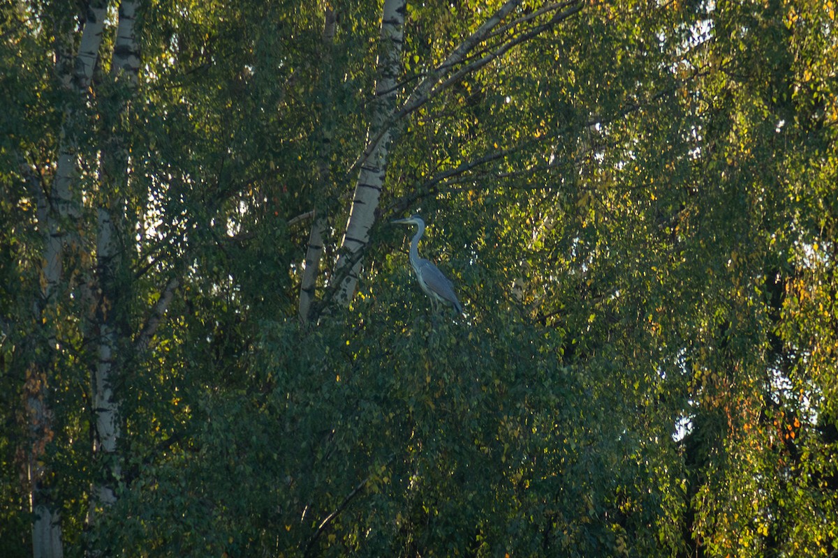 Gray Heron - Anastasiia Romanchuk