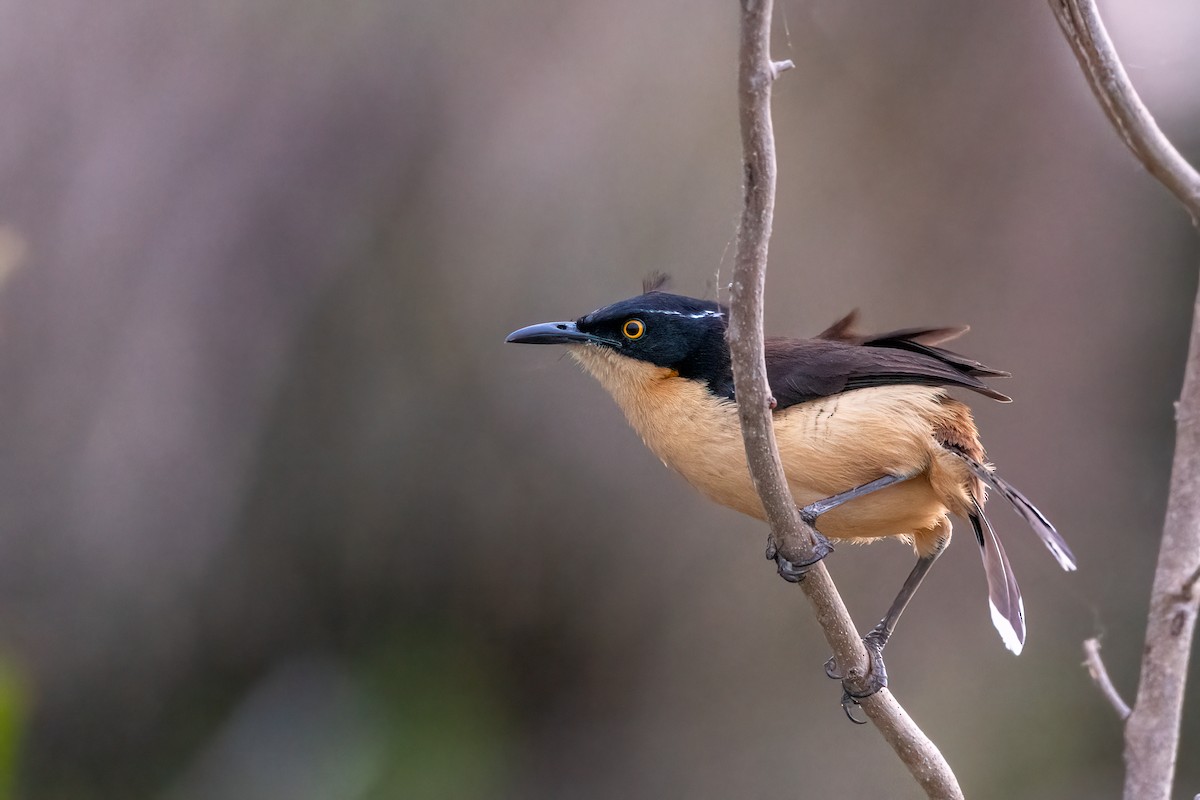 Black-capped Donacobius - Michael Herrera