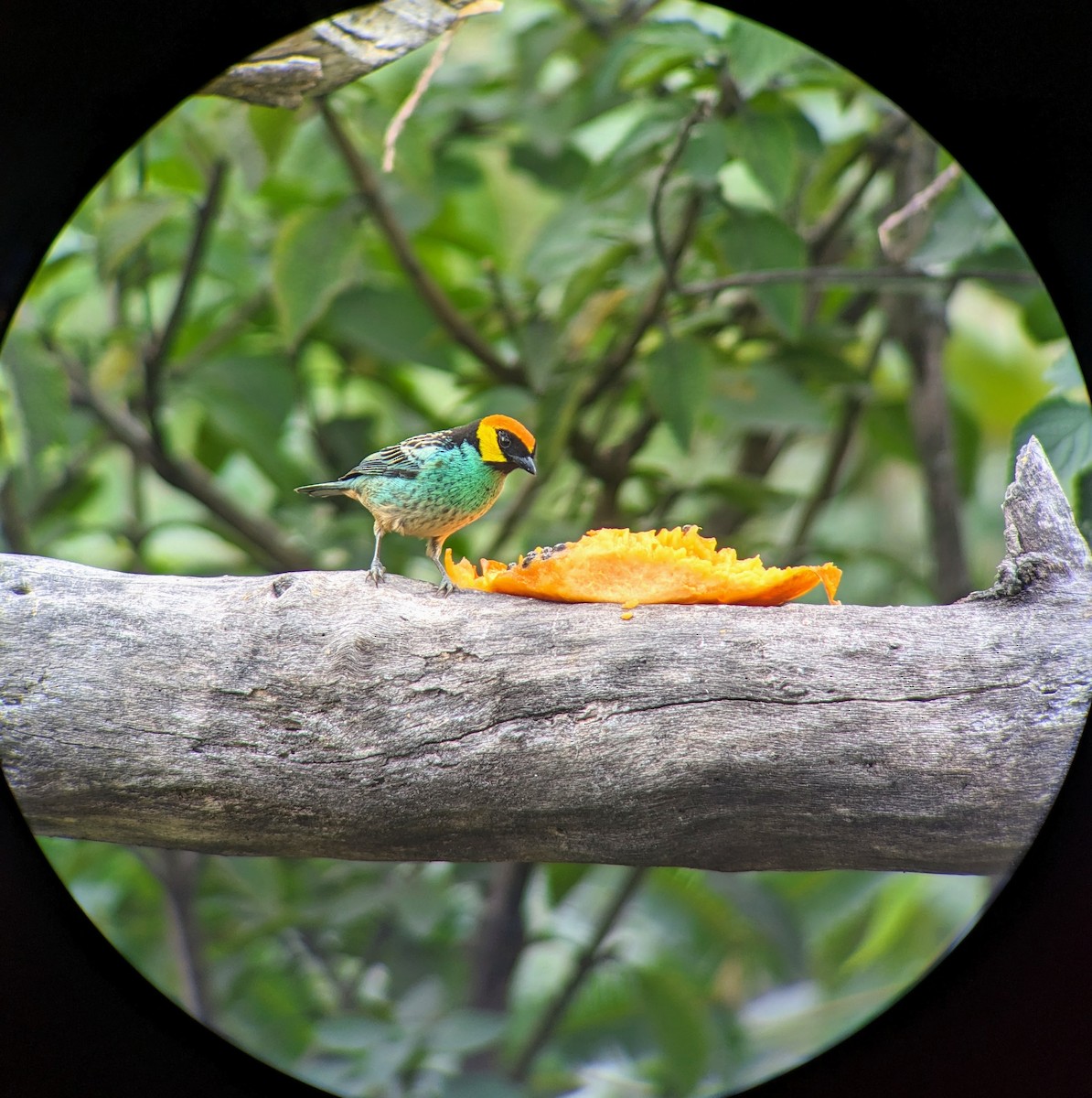 Saffron-crowned Tanager - ML608974008