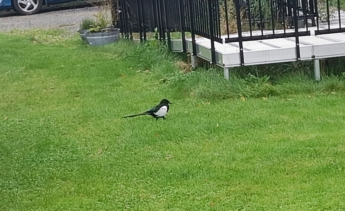 Eurasian Magpie - ML608974014