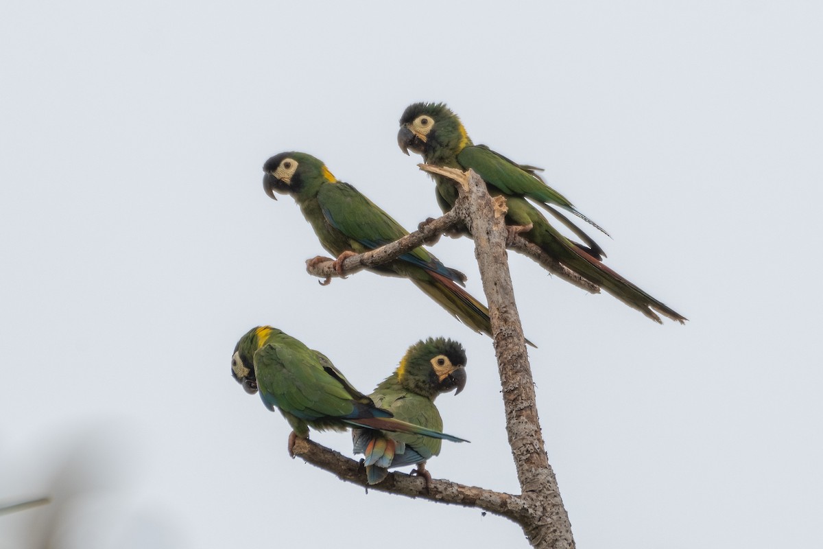Yellow-collared Macaw - ML608974023