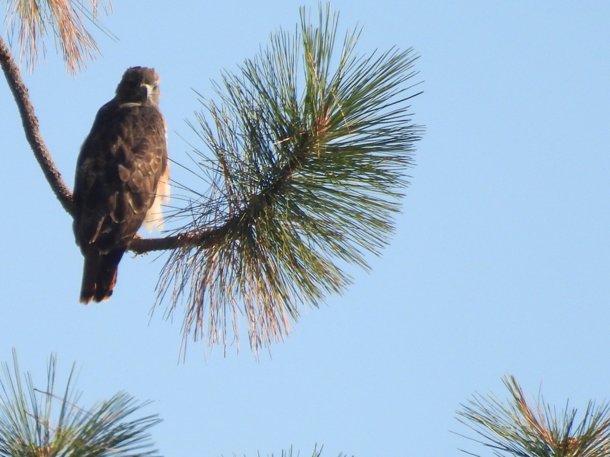 Red-tailed Hawk - ML608974041