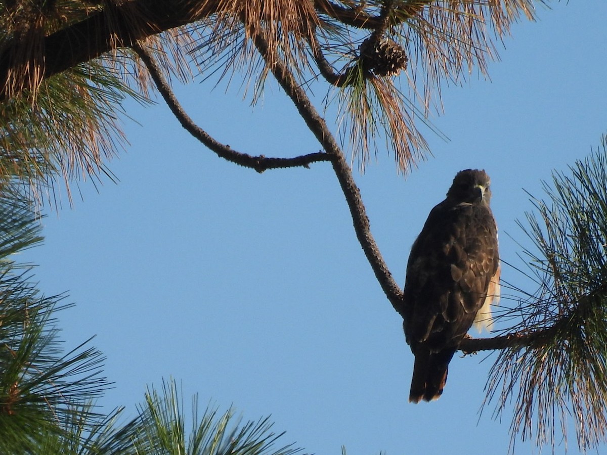 Red-tailed Hawk - ML608974042