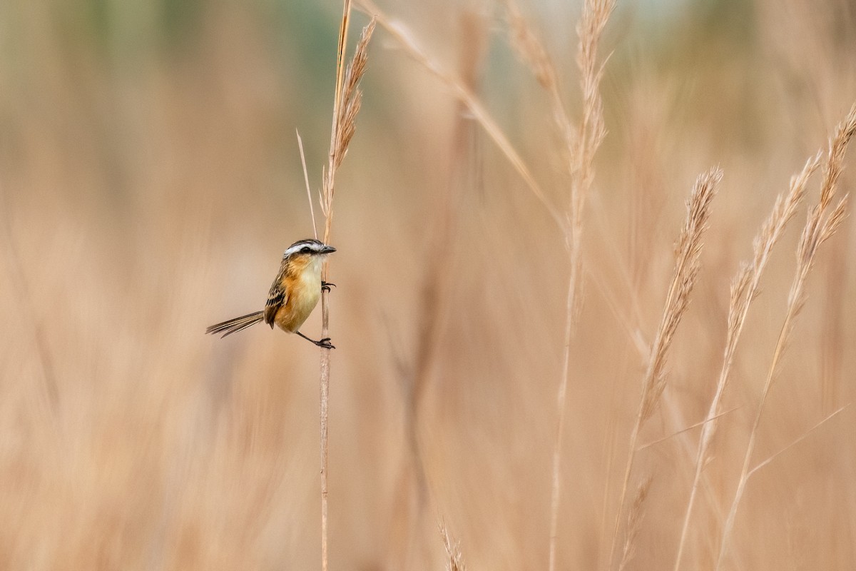 Sharp-tailed Tyrant - Michael Herrera