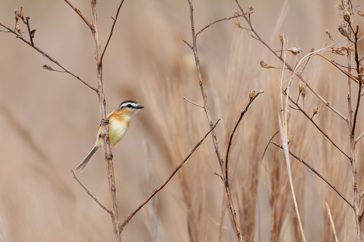 Sharp-tailed Tyrant - Michael Herrera