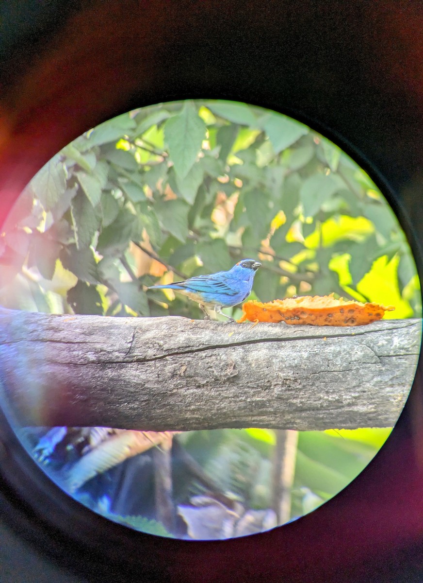 Golden-naped Tanager - ML608974069