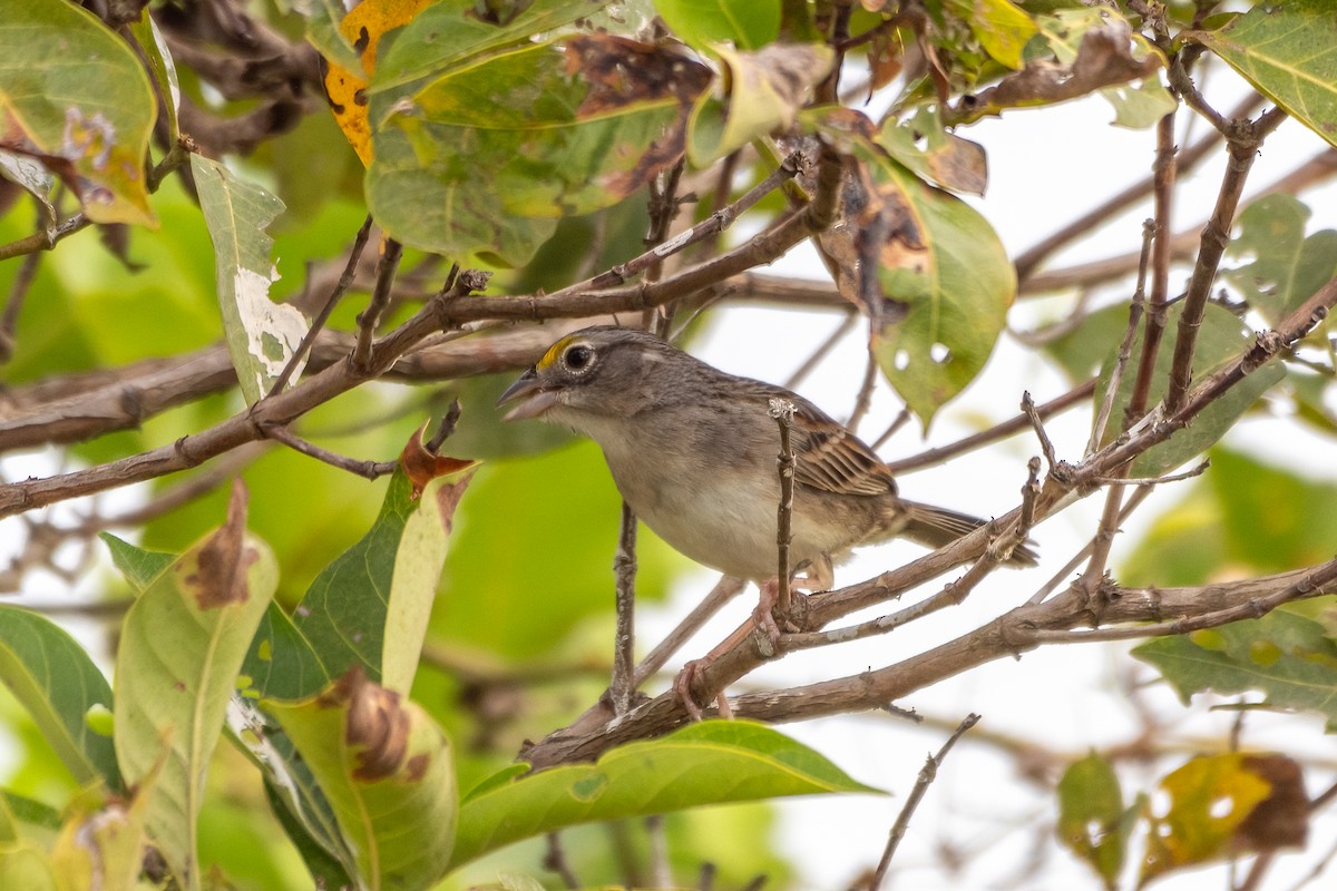 Grassland Sparrow - ML608974152