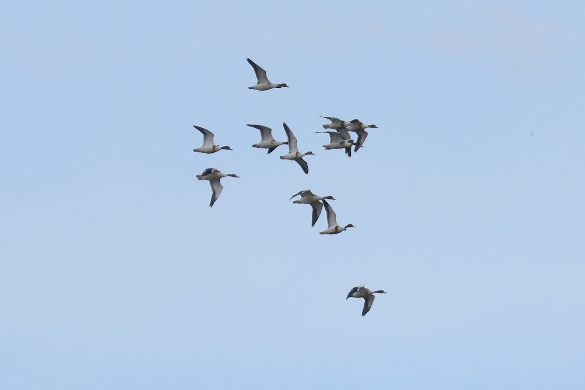 Common Shelduck - ML608974285