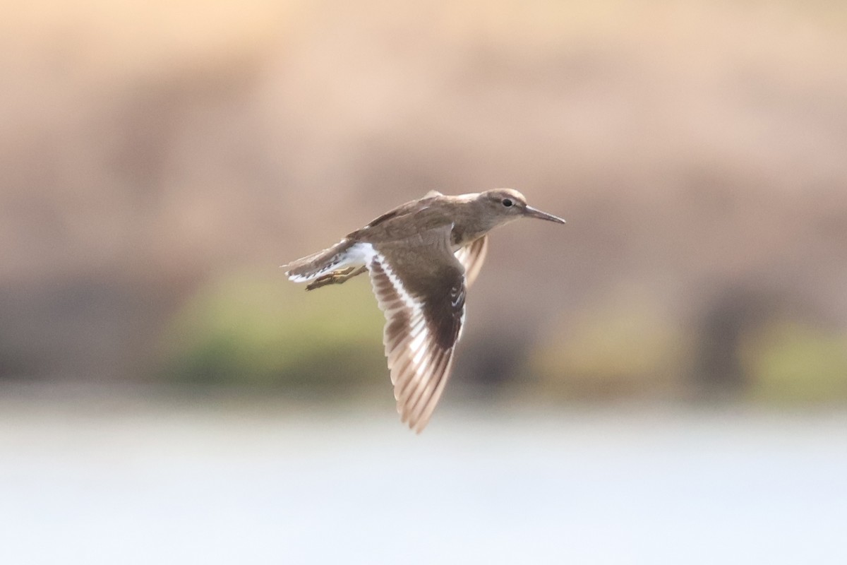 Common Sandpiper - Eric Cameron