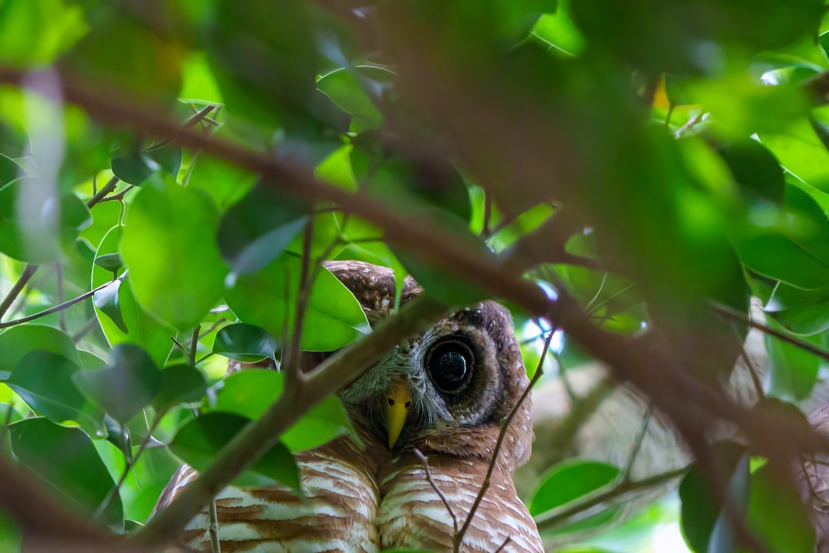 African Wood-Owl - ML608974316