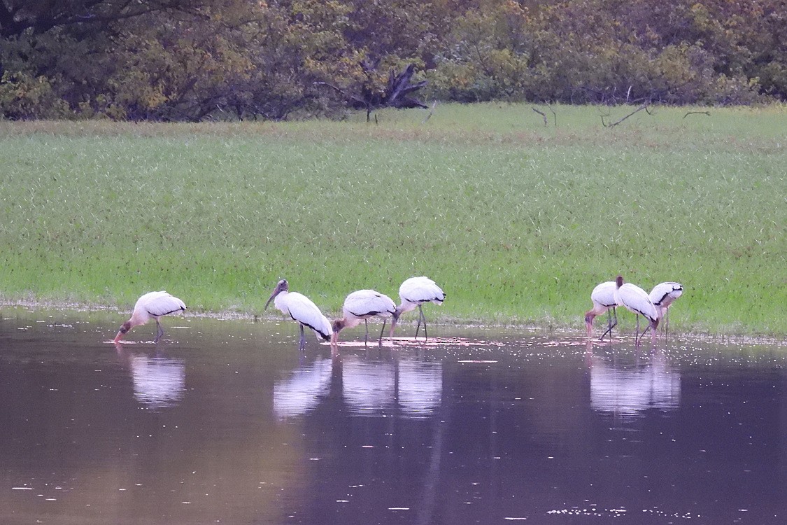 Wood Stork - ML608974342