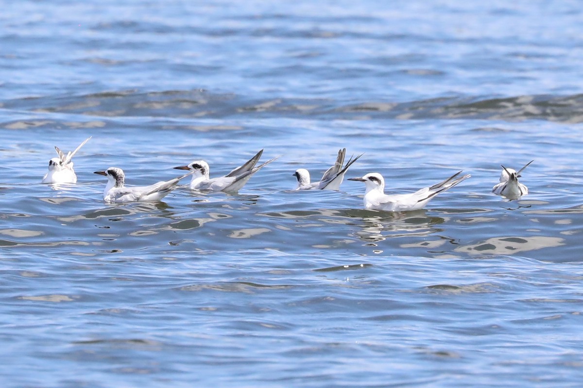 Forster's Tern - ML608974467