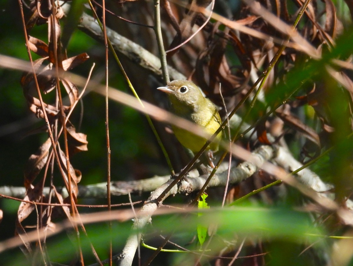 Connecticut Warbler - ML608974658