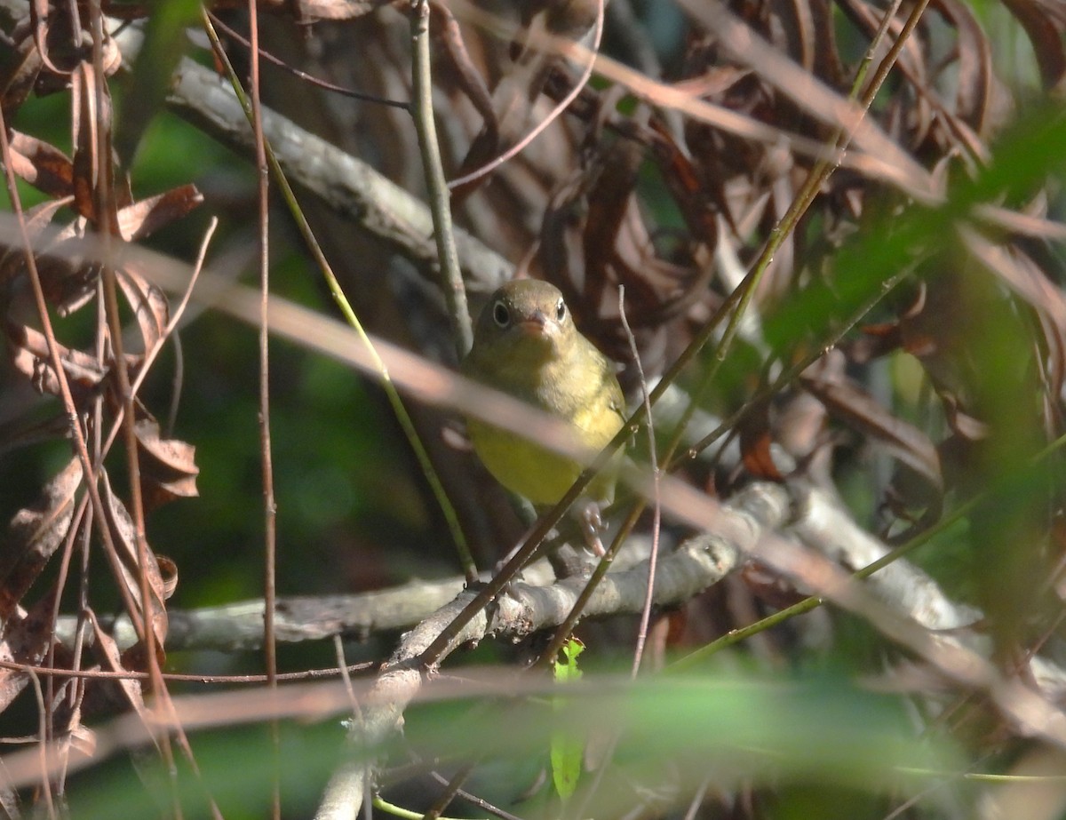 Connecticut Warbler - ML608974665