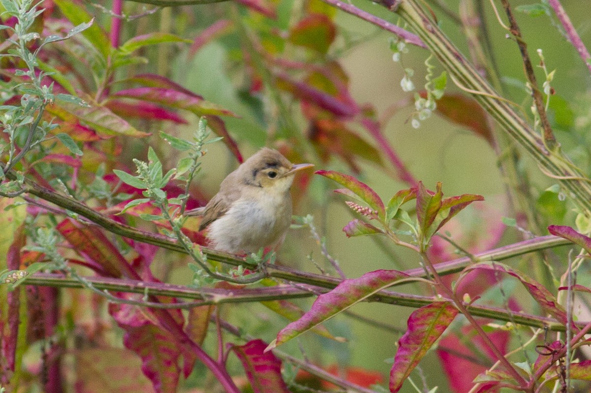 Melodious Warbler - ML608974945