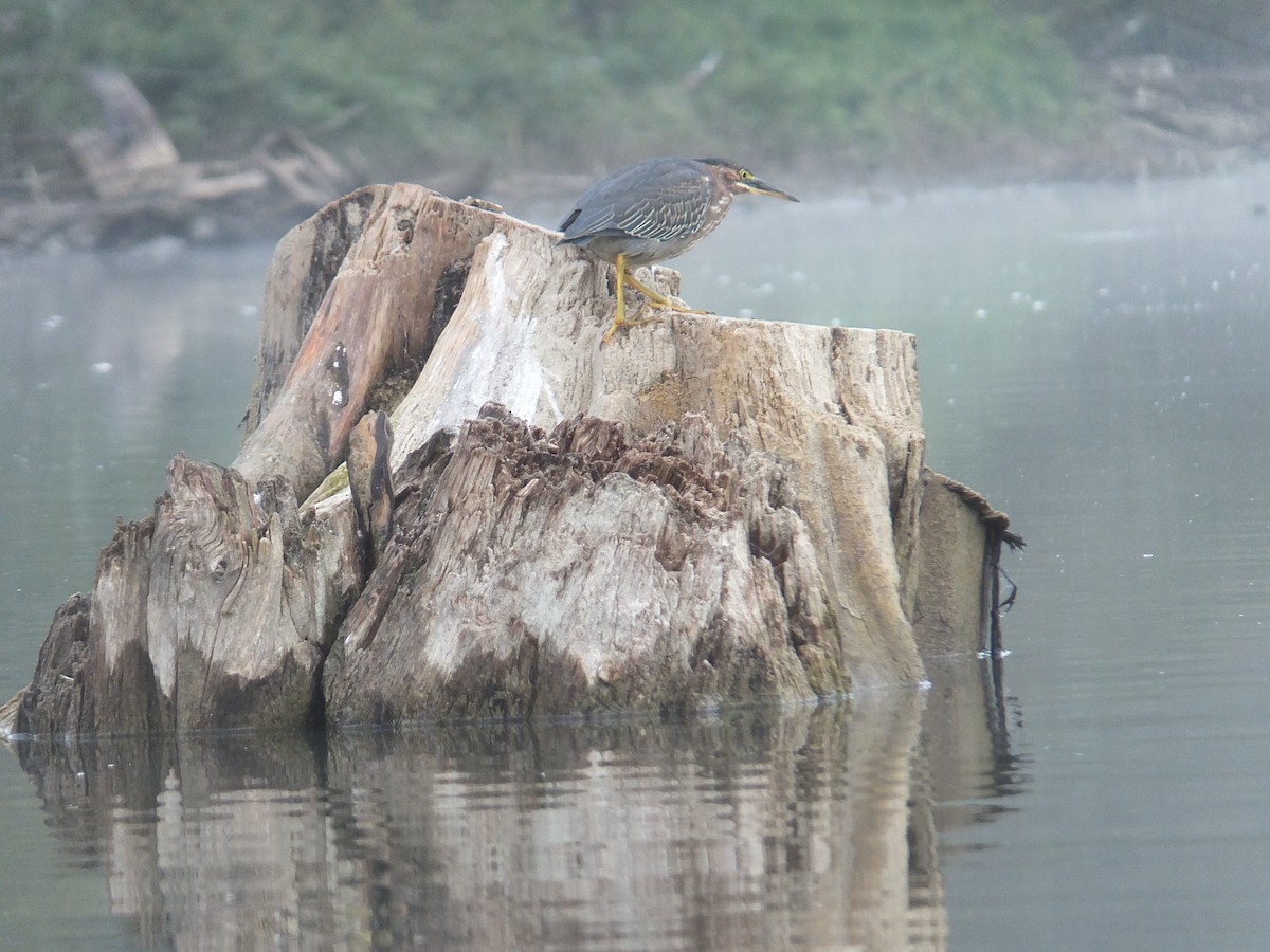 Green Heron - ML608975012