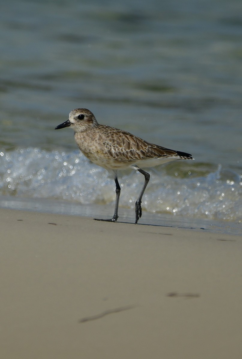 Black-bellied Plover - Aaron Powell