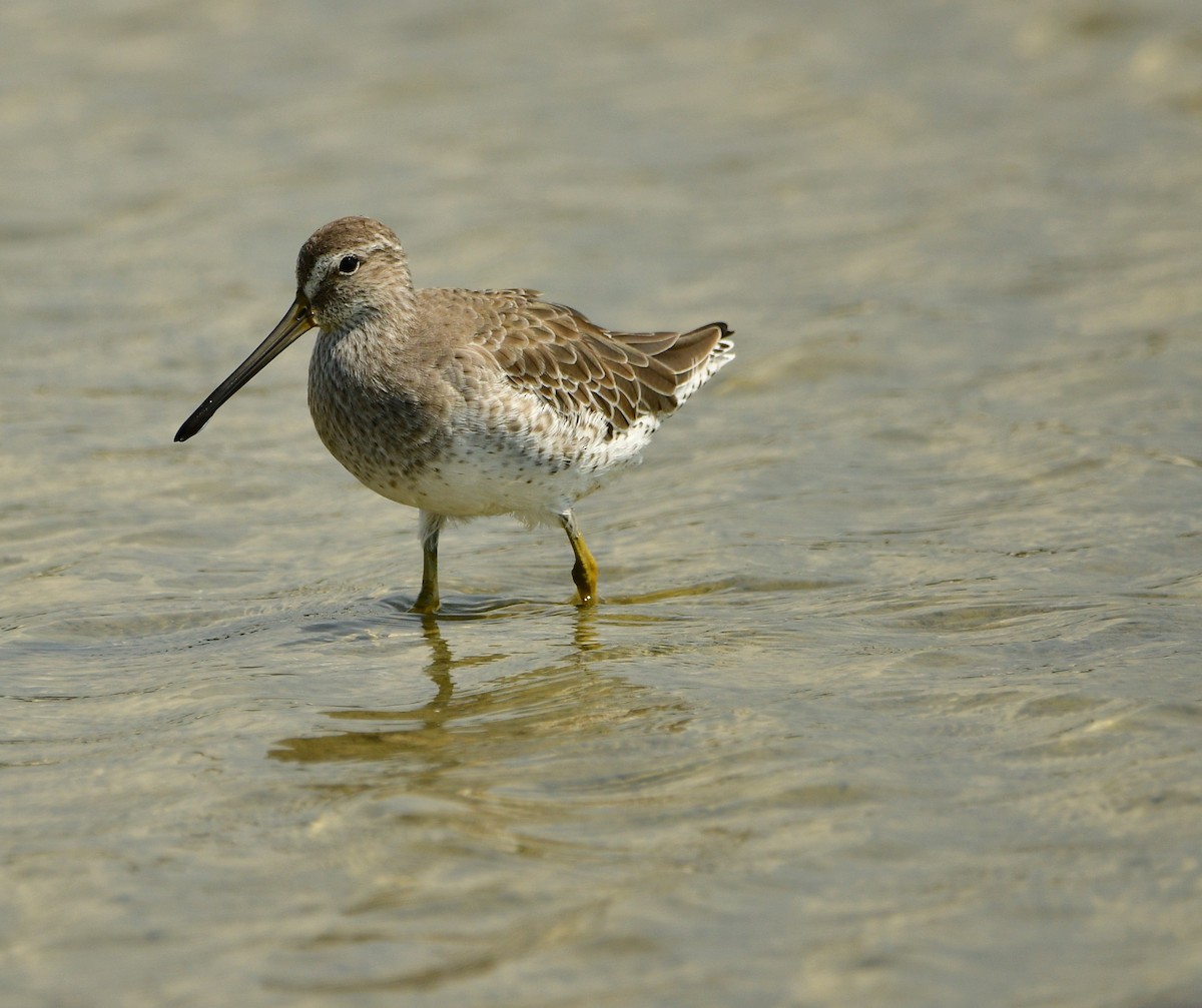 Short-billed Dowitcher - ML608975046