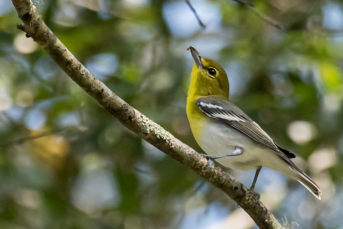 Yellow-throated Vireo - ML608975055