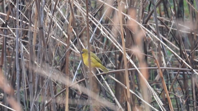 Holub's Golden-Weaver - ML608975197