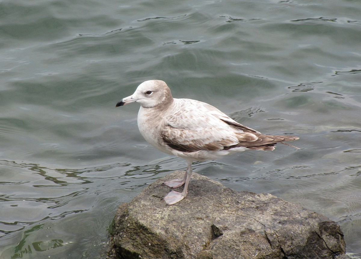 Black-tailed Gull - ML608975223