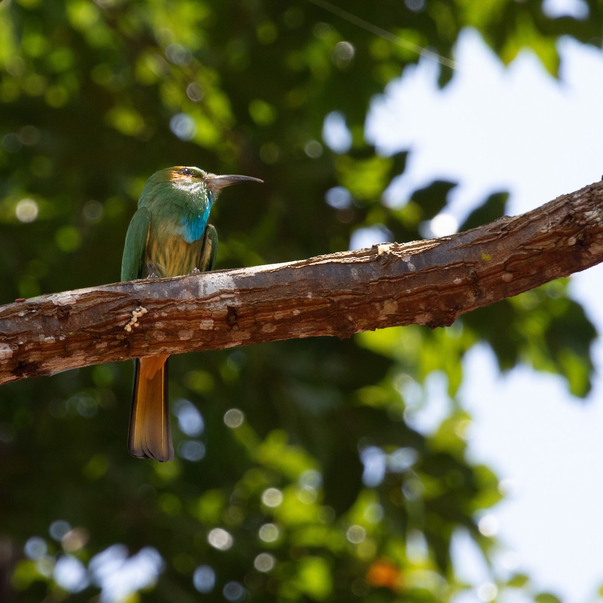 Blue-bearded Bee-eater - ML608975305