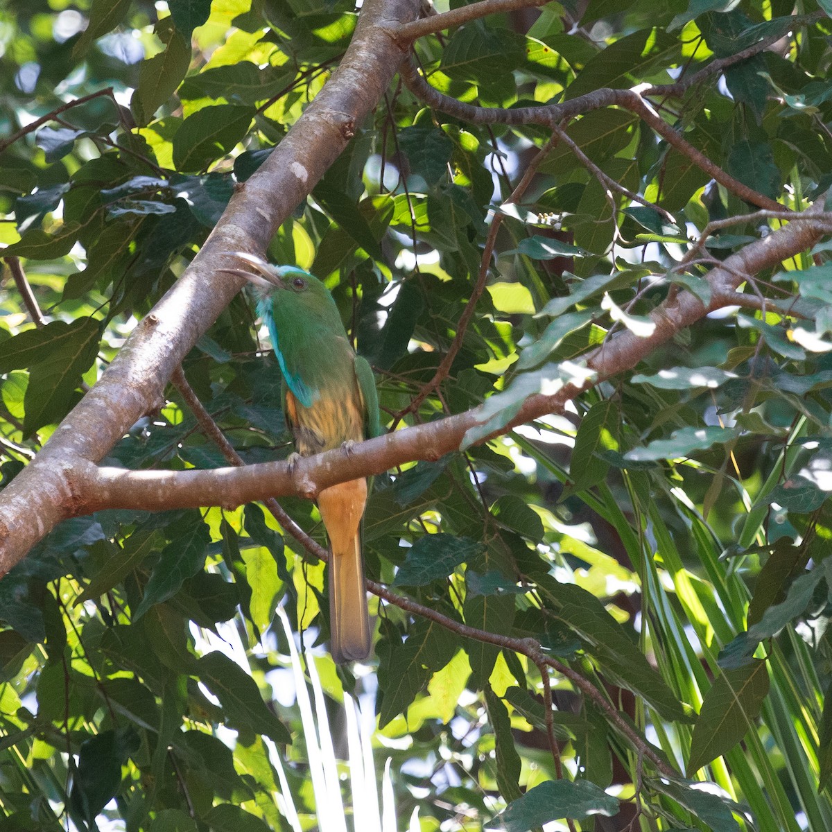 Blue-bearded Bee-eater - ML608975306