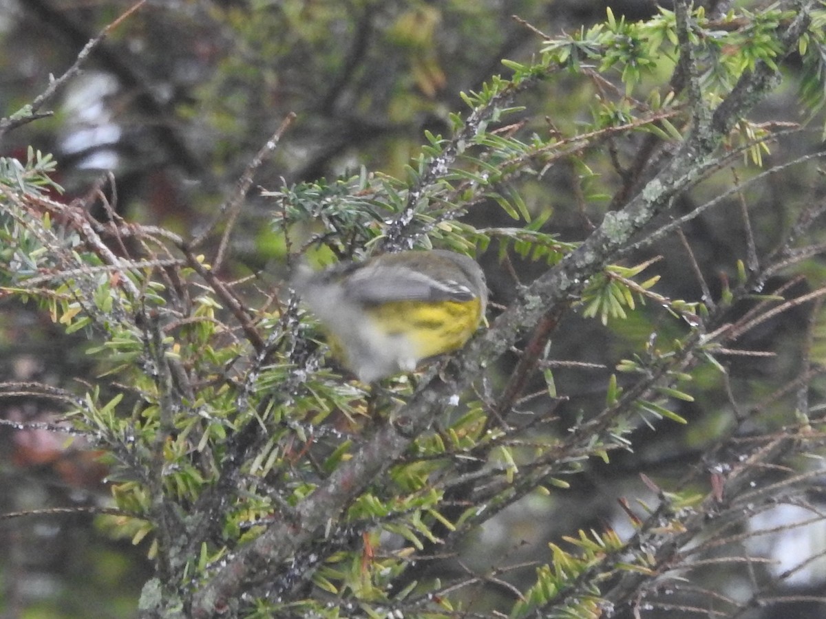 Magnolia Warbler - ML608975365