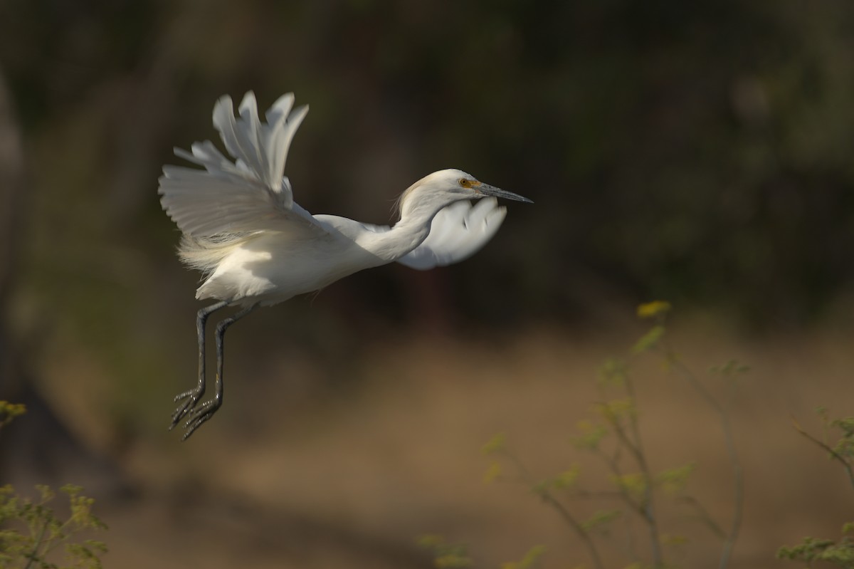 Snowy Egret - ML608975396