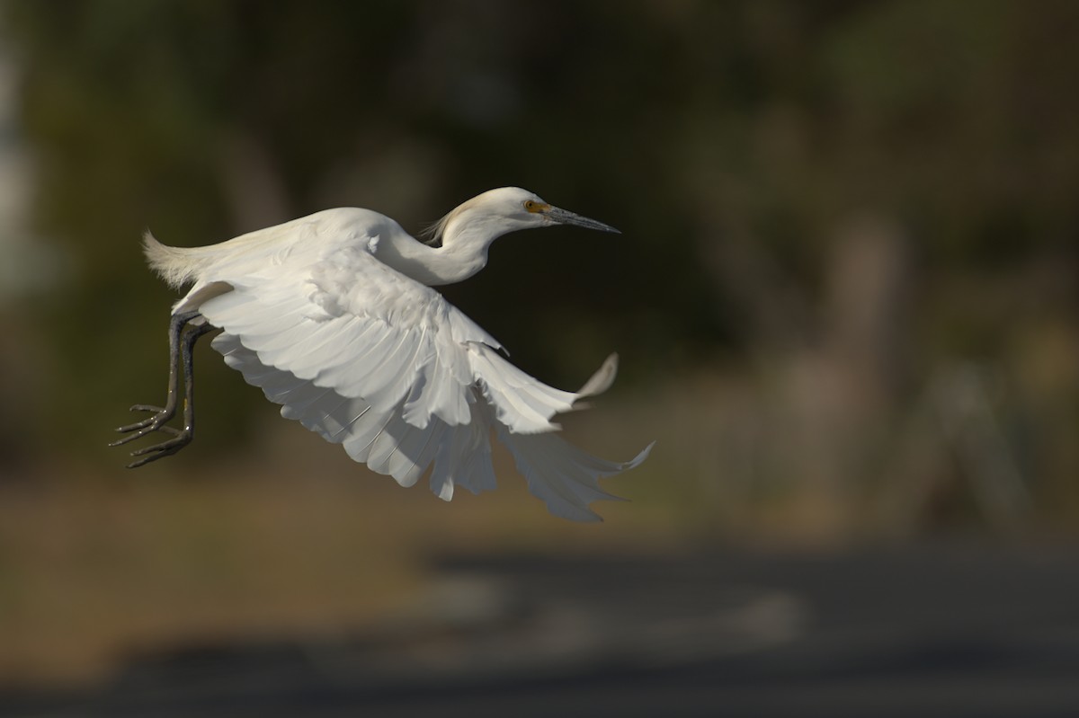 Snowy Egret - ML608975397