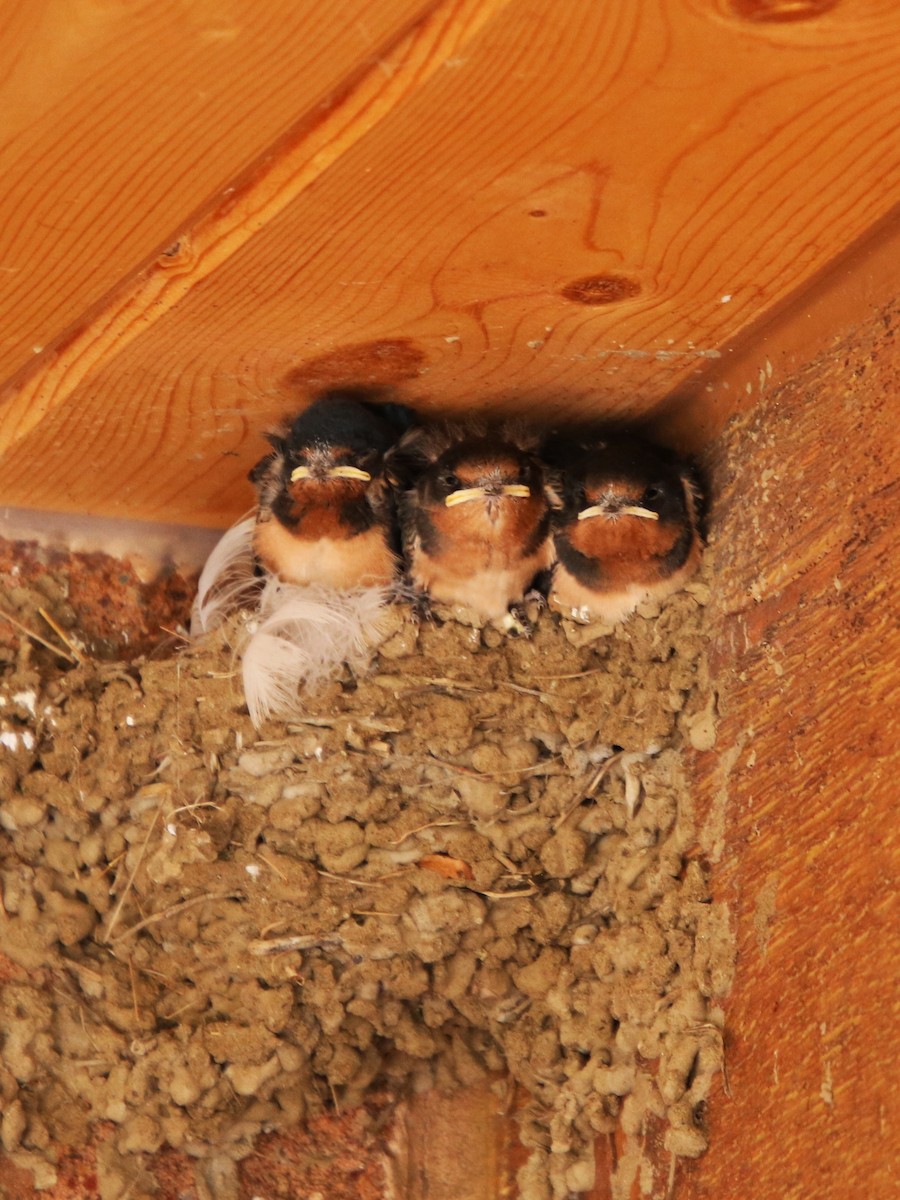 Barn Swallow - ML608975464