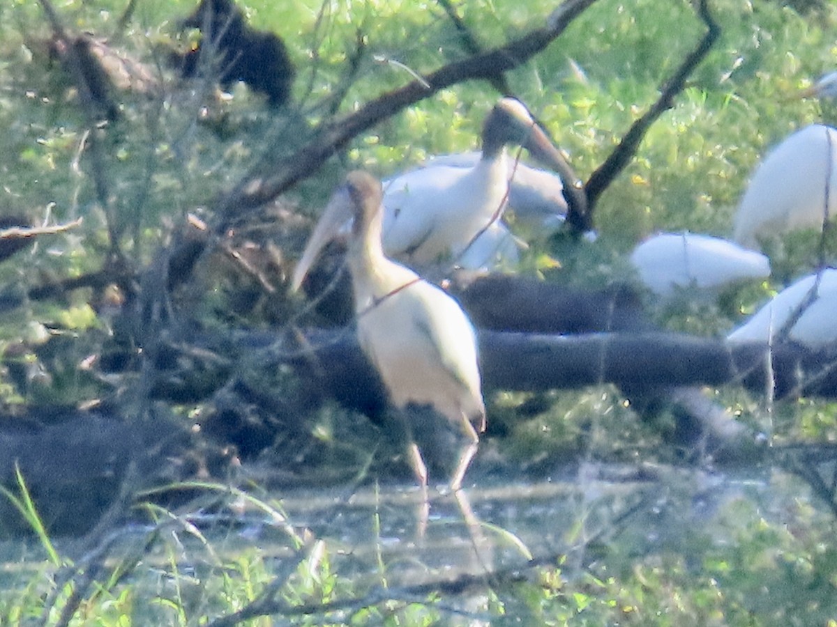 Wood Stork - ML608975518