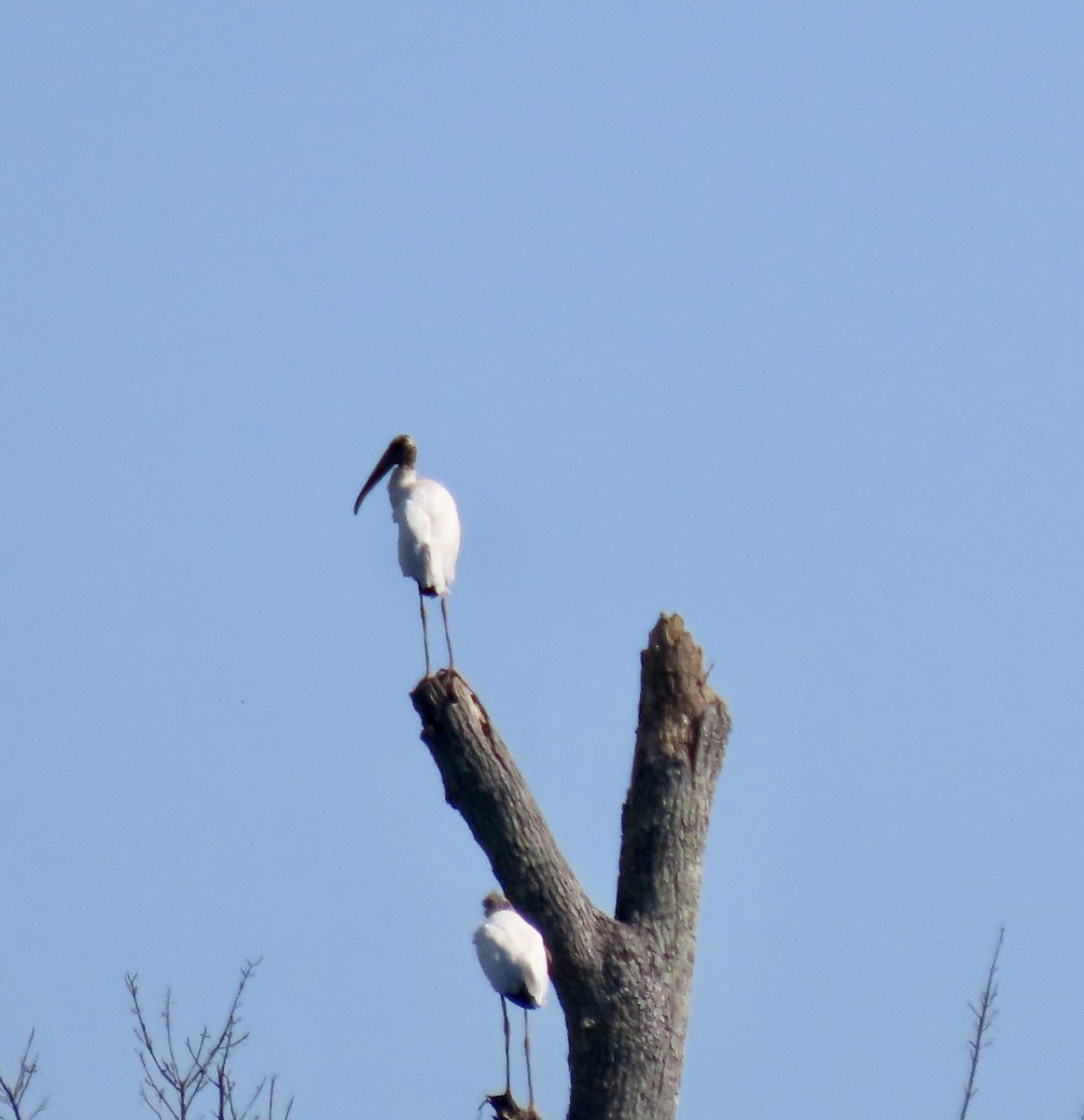 Wood Stork - ML608975519