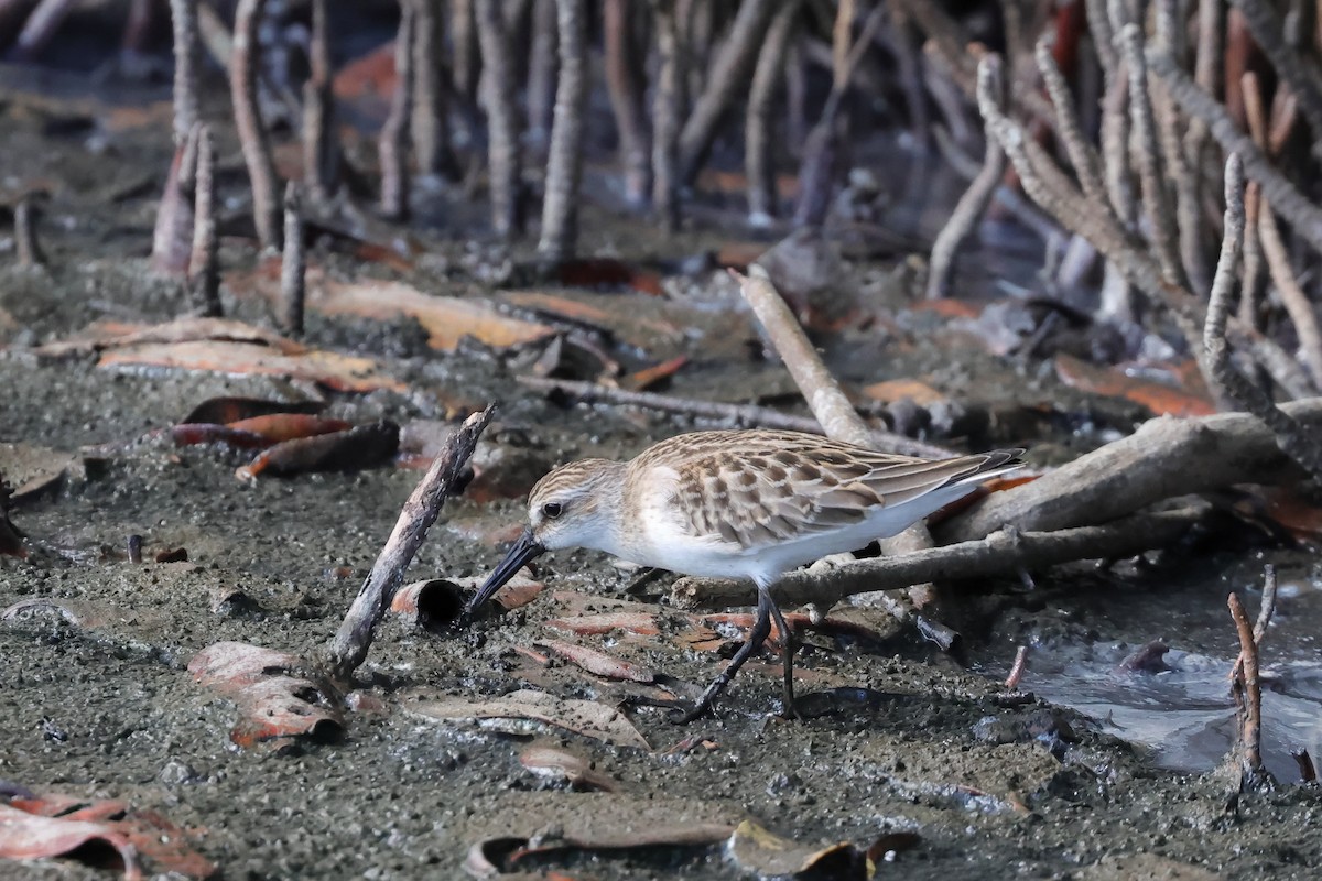 Western Sandpiper - ML608975556