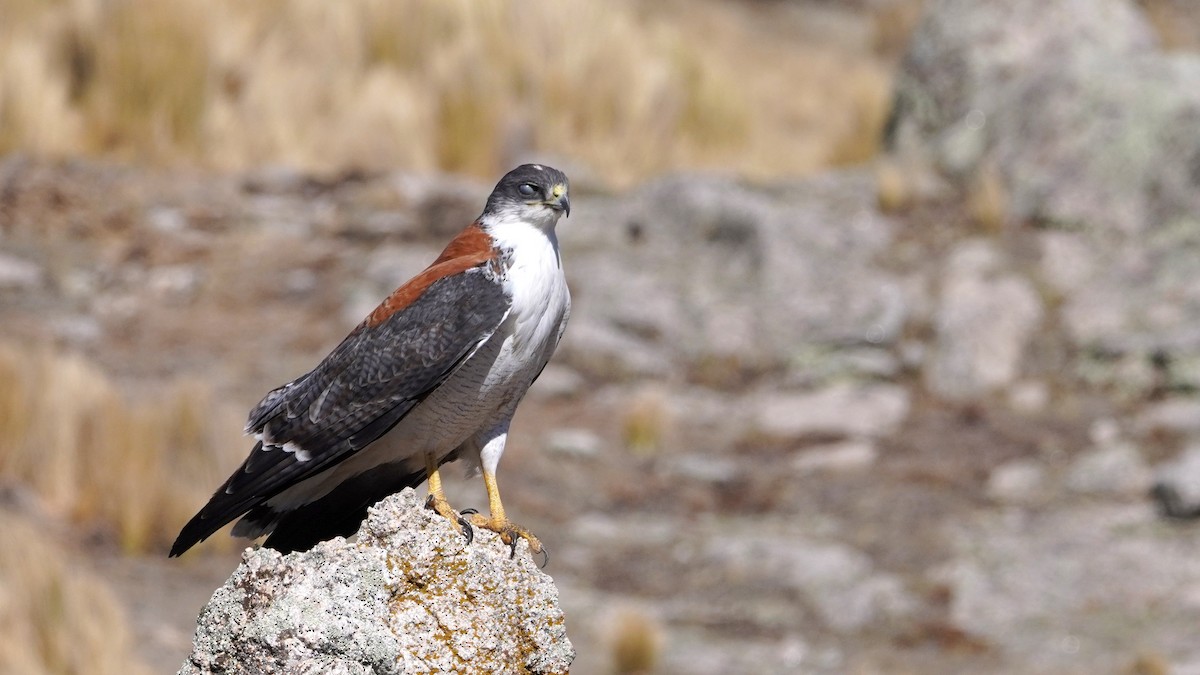 andesvåk (polyosoma) - ML608975613