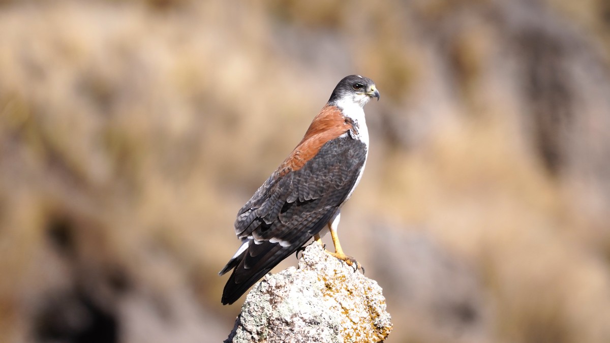 Канюк андійський (підвид polyosoma) - ML608975614