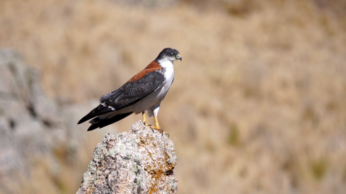 káně proměnlivá (ssp. polyosoma) - ML608975615