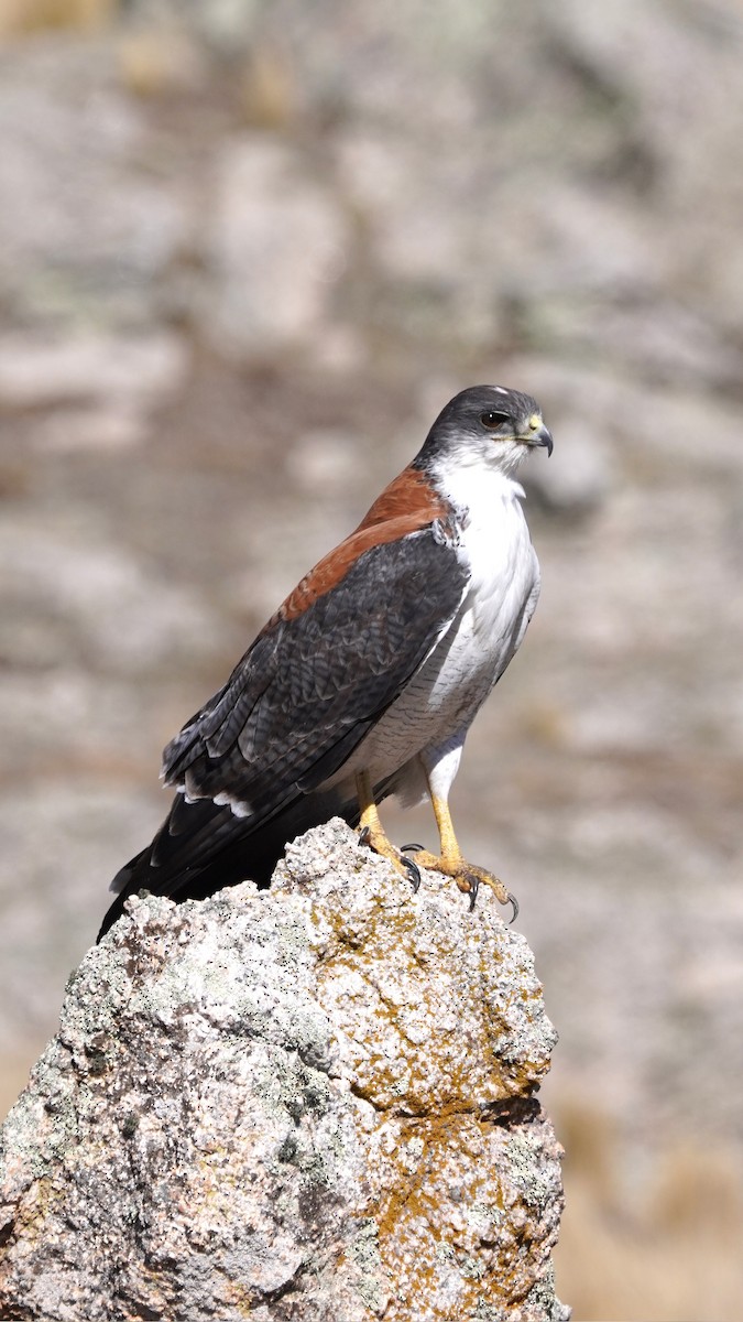 Красноспинная агуйя (polyosoma) - ML608975616