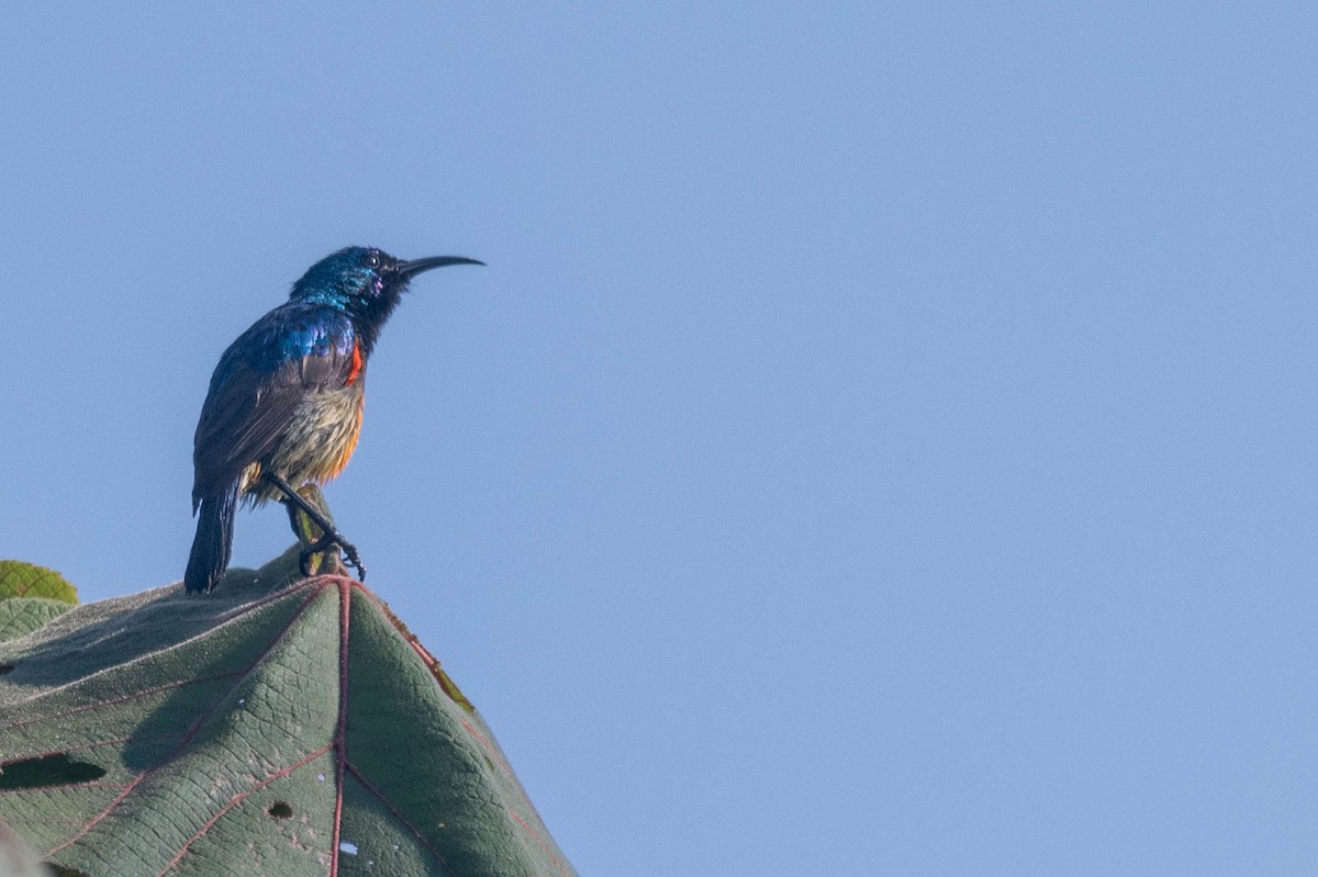 Variable Sunbird - Johnny Wilson