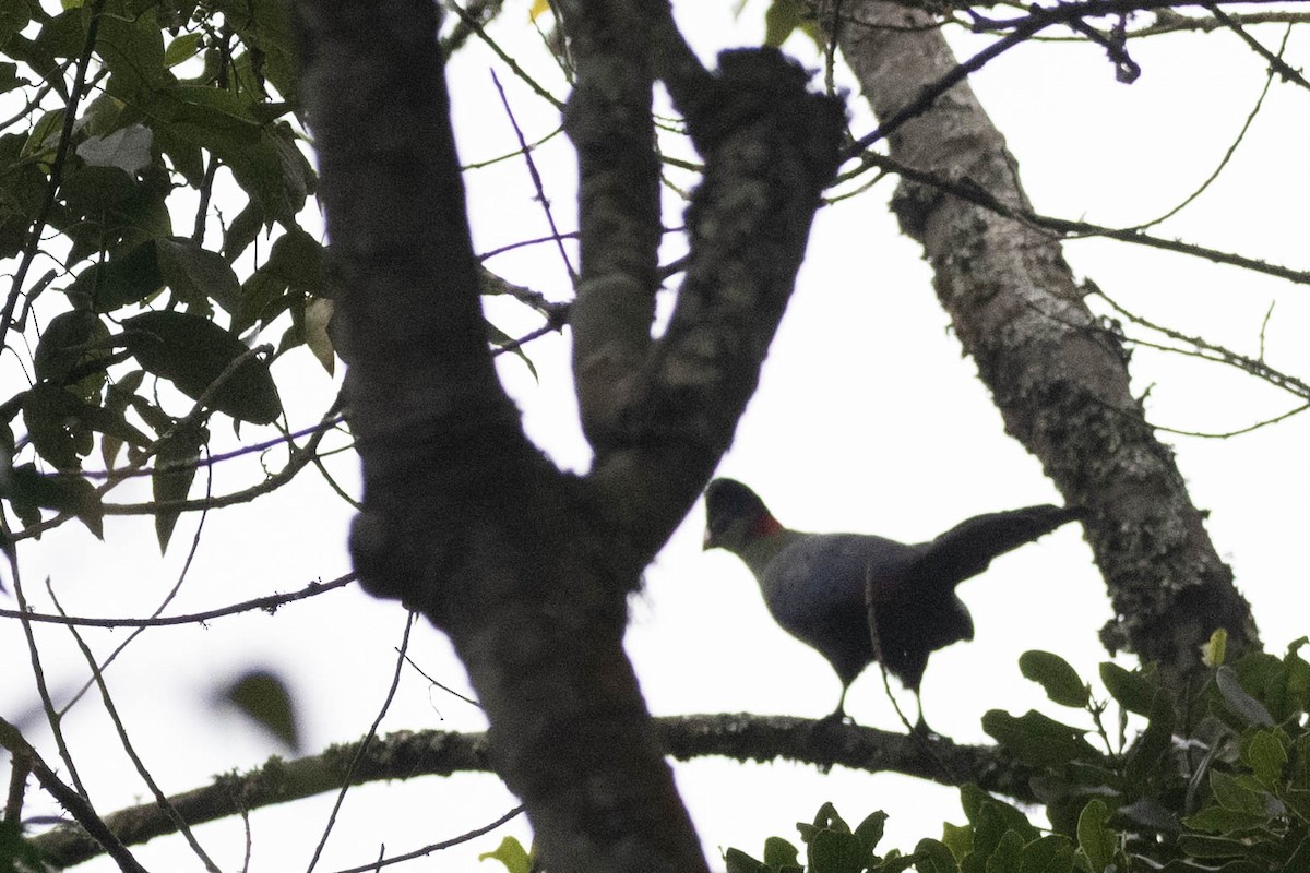 Rwenzori Turaco - Johnny Wilson