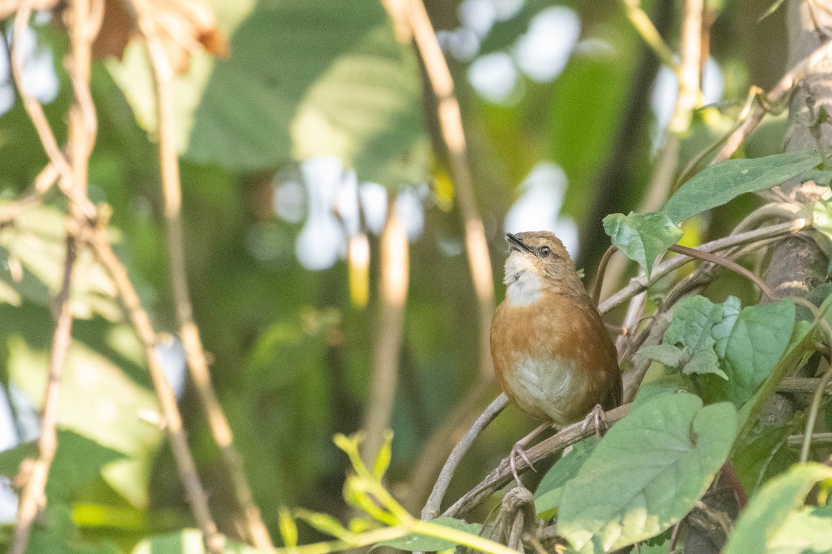 Cinnamon Bracken-Warbler - ML608975670