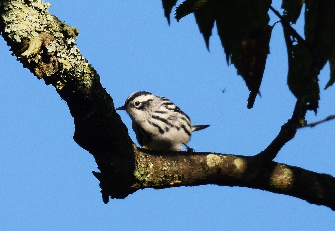 Black-and-white Warbler - ML608975677