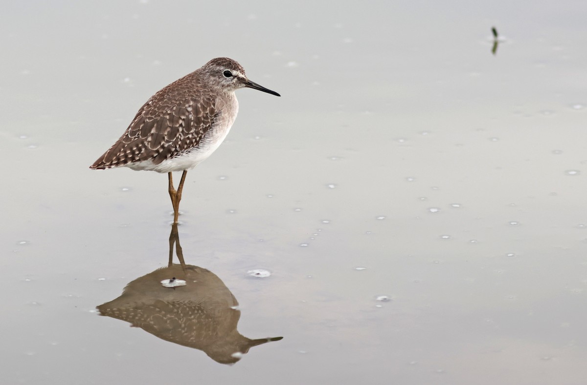 Wood Sandpiper - ML608975705