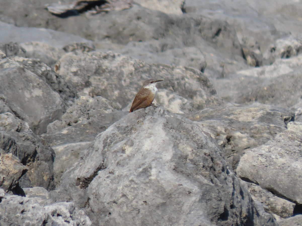 Canyon Wren - ML608975706