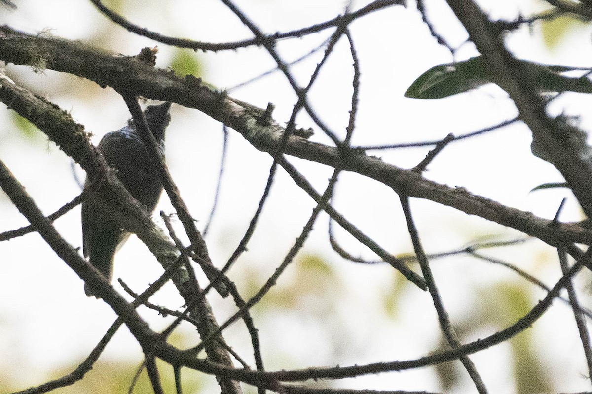 Blue-headed Sunbird - ML608975707