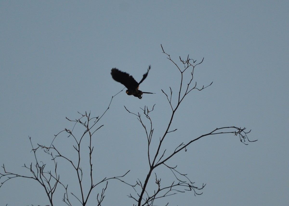 Smooth-billed Ani - ML608975760